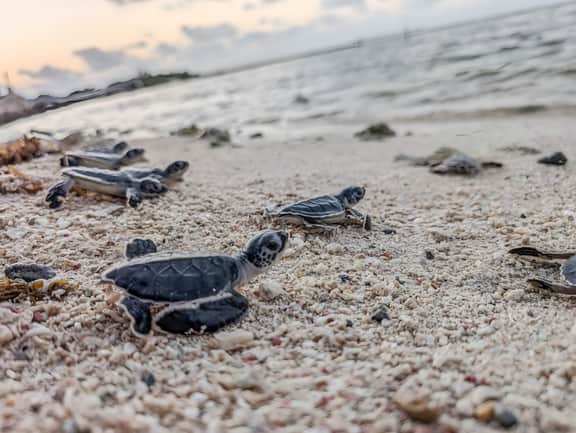 MantaRay BF Lower
